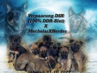DSH-Mallinois Welpen