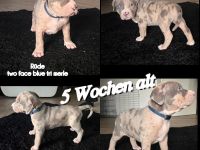 American Bullx XL Welpen