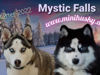 Minihusky Pomsky der alltagstaugliche Husky in kleiner