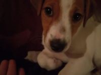 Flash sucht ein neues, liebevolles Zuhause