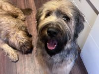 10 Monate alte Briard Hündin fauve mit Ahnentafel