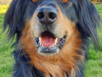 Marlowe, Hovawart, geb. 2017, su. erfahrene Besitzer