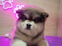 Alaskan malamute puppy with all documents FCI