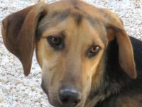 Rasko (Russo, Raudi und ihre 3 Schwestern Romy, Raja und Rika)