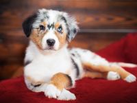 Australian Shepherd Welpen suchen IHR Zuhause