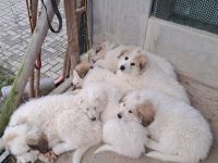 Pyrenäenberghund Welpen