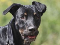 Labrador/Dobermann Mischling