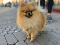 Pomeranian Boo Rüde
