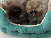 Zwergspitz Welpen Weibchen und Rüde