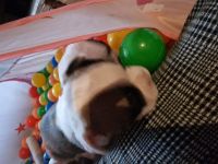 Französische Bulldoggen Welpen