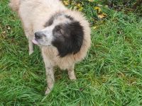 Rüde Senior Nikos sucht ein Zuhause für ruhigen Lebensabend