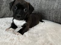 Boston Terrier X Zwergdackel