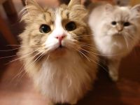 Traumhaft schönes nordsibirisches Geschwisterpaar auf der Suche nach einem neuen Zuhause!