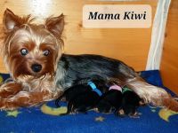 reinrassige Yorkshire Terrier Welpen black and tan