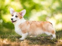 Welsh Corgi Pembroke - neuer Wurf - Anfang Februar!
