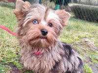 Yorkshire Terrier Rüde , vier Monate alt