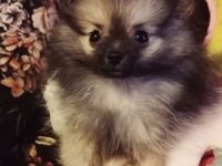 Reizender reinrassiger kleiner Pomeranian Rüde (Welpe) mit Papieren ab sofort zu verkaufen