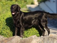 Jondu Moon of Revolution