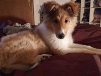 Langhaarcollie-Welpen in tricolor und dark-sable, suchen neues Zuhause