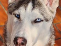 Liebe Sibirien Husky Hündin ❣️🥰
