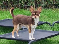 Deckrüde Harley of Sun Valley