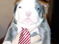 Welpen American bully