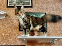 Cattery von der Sachsenwiege