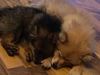 Kleinspitz vom Aubachtal