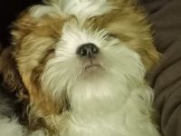 Shih tzu rüde