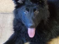 Altdeutsche Schäferhunde Welpen 3 Hündinnen !