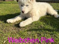 Siberian Husky Welpen