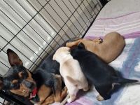 Süße Zwergpinscher Chihuahua Welpen