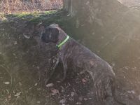 Verkaufe meine Hündin