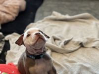 Oeb Welpen mit Stammbaum