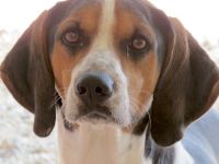 Bagley, männlicher Pointer-Mix