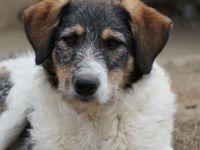 Der hübsche Azul sucht seine Menschen