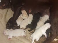 Labrador Retriever Welpen❤️🐕