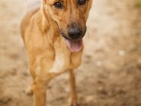 Dulcinea sucht ihr Glück