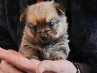 Süße Yorkshire-Pomeranian Welpen