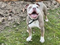 Oeb Welpen mit Stammbaum