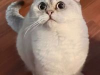 Deckkater BKH Seal-Silver-Point