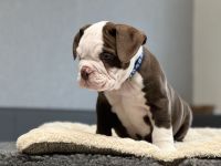 Wundervolle Old englisch Bulldog Welpen