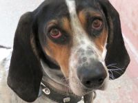 Harris, männlicher Pointer-Mix