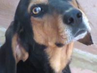 Jack 6, männlicher Mischling