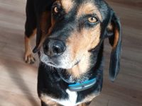 Jack 6, männlicher Mischling (zur Pflege in 26789 Leer)
