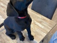 Labrador-Welpen zu verkaufen