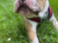 Old englisch Bulldog-Hündin -Skyla  Farbe brindel