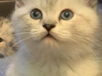 süße Britisch Kurzhaar Katzenbabys