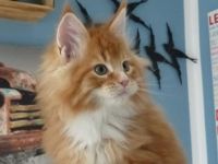 Reinrassige Maine Coon Kitten mit Stammbaum