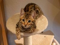 Jungkater "Adonis" sucht ein neues Zuhause